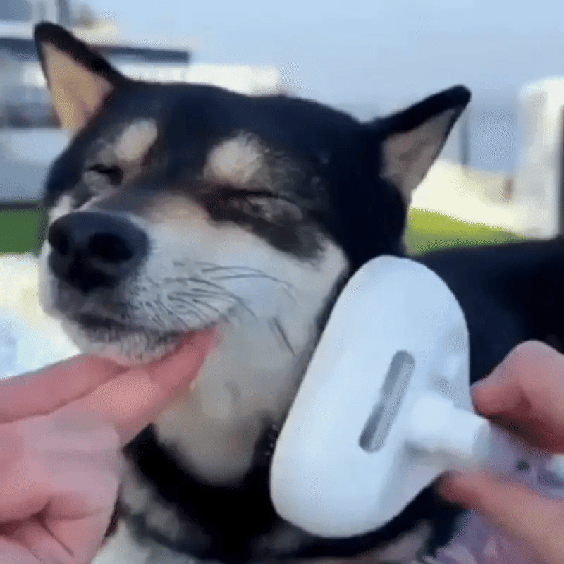 ZenBrosse - Brosse de bain pour chiens et chats